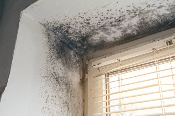 Affordable Mold Remediation solutions in Palmyra, NJ